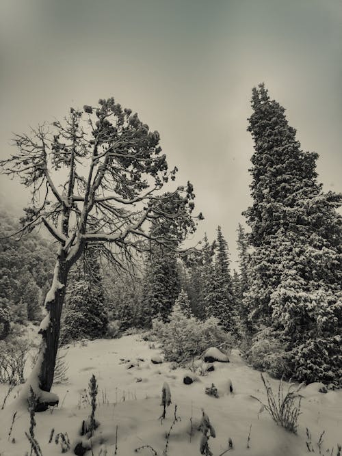 Free stock photo of cold, fall, forest