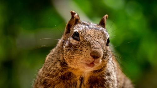 Free Detailed shot of a squirrel in Utah showcasing its vibrant fur and natural surroundings. Stock Photo