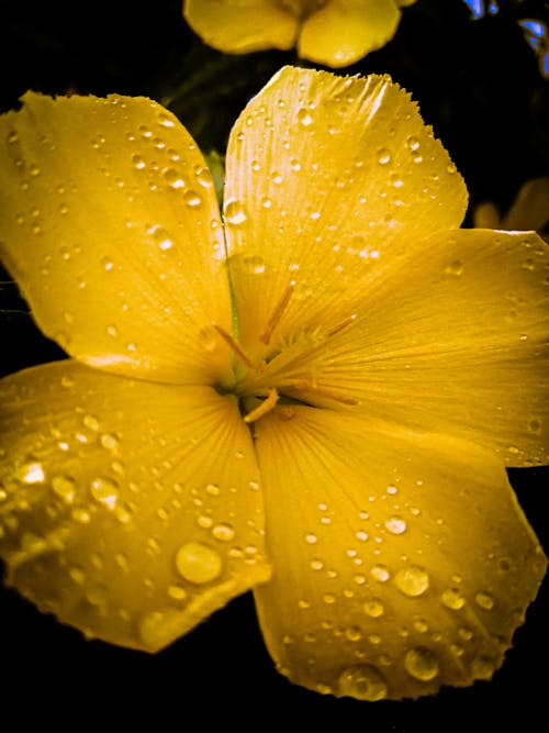 Free stock photo of beautifu, drop of water, flower Stock Photo