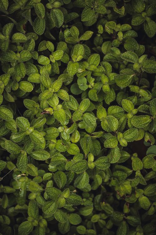Free Close-up of lush green mint leaves showcasing intricate textures and natural beauty. Stock Photo