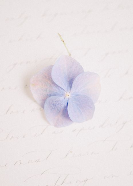 A soft pastel hydrangea placed on an elegant script background, evoking a serene and floral aesthetic.