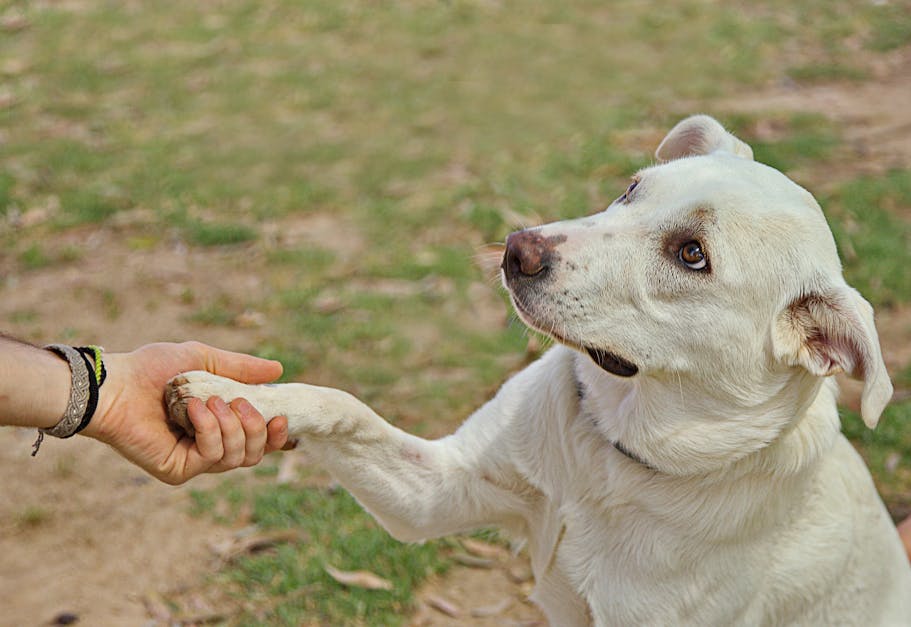 How much Benadryl can I give my dog for allergies