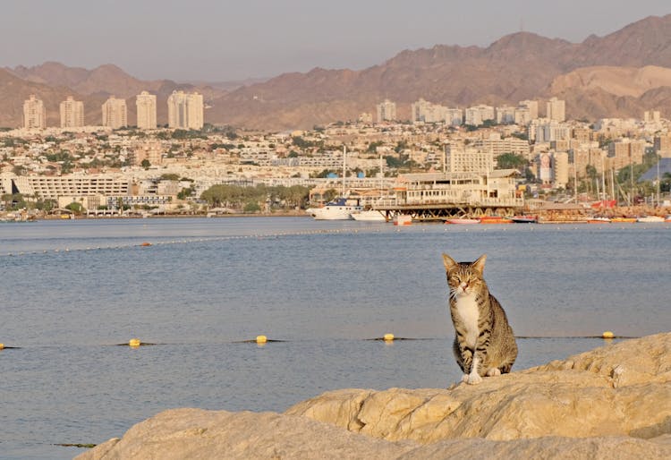 Cat Resting On Rocky Bay Shore