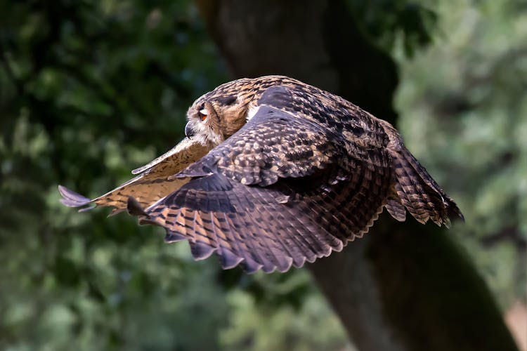 Owl Flying In Green Forest