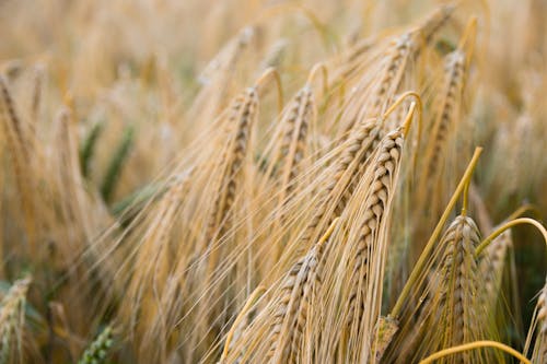 Free Завод бурой пшеницы Stock Photo