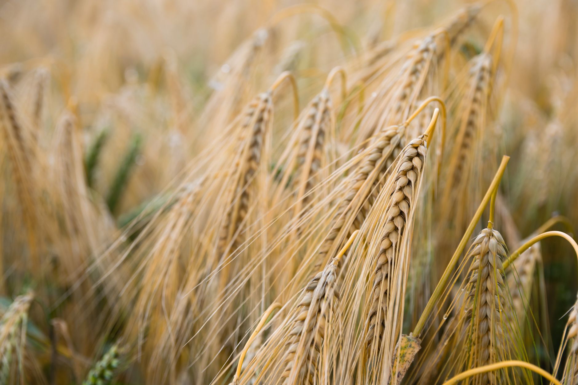 farm field harvest crops photograph for this story