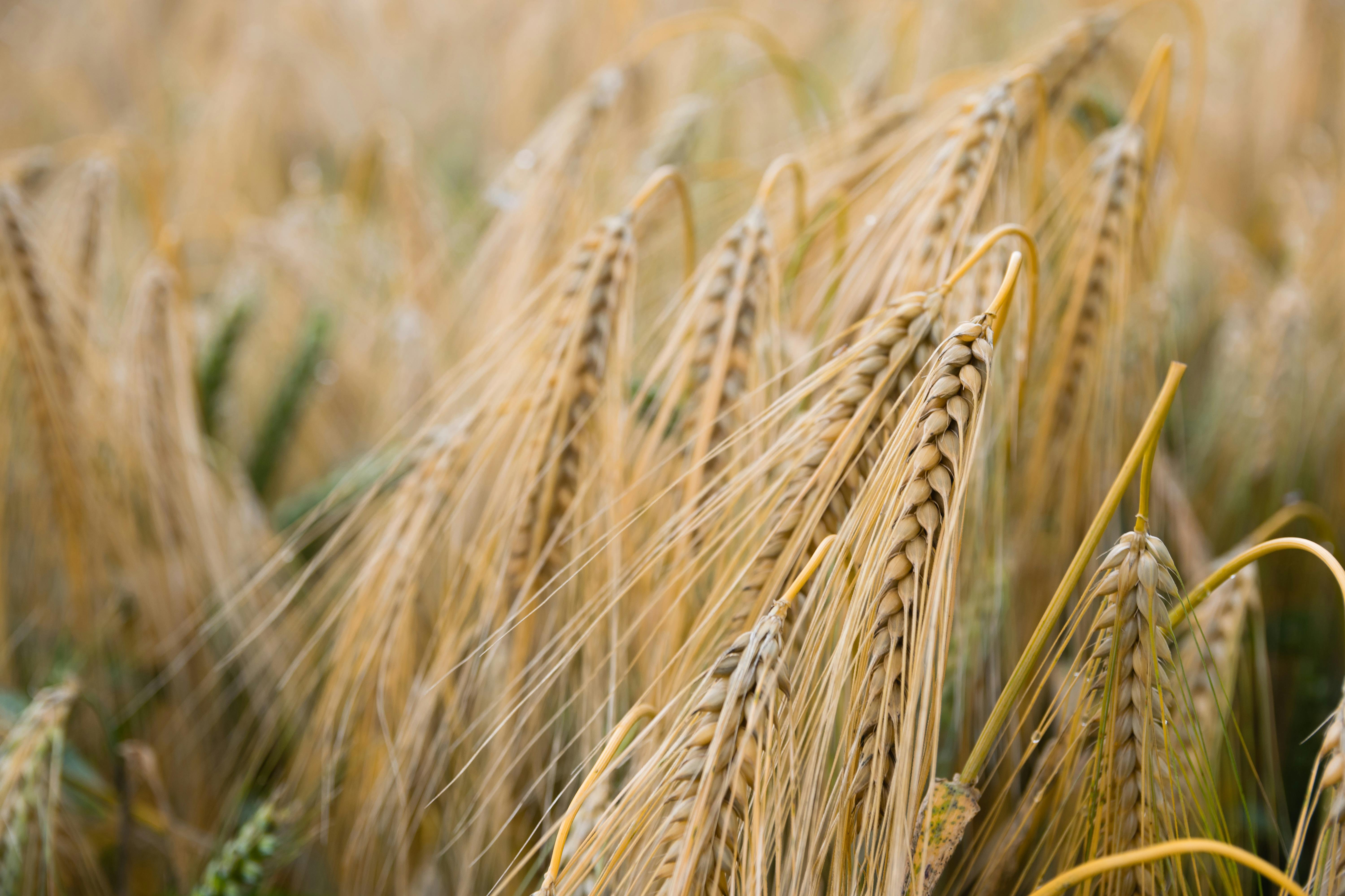 Brown Wheat Plant · Free Stock Photo