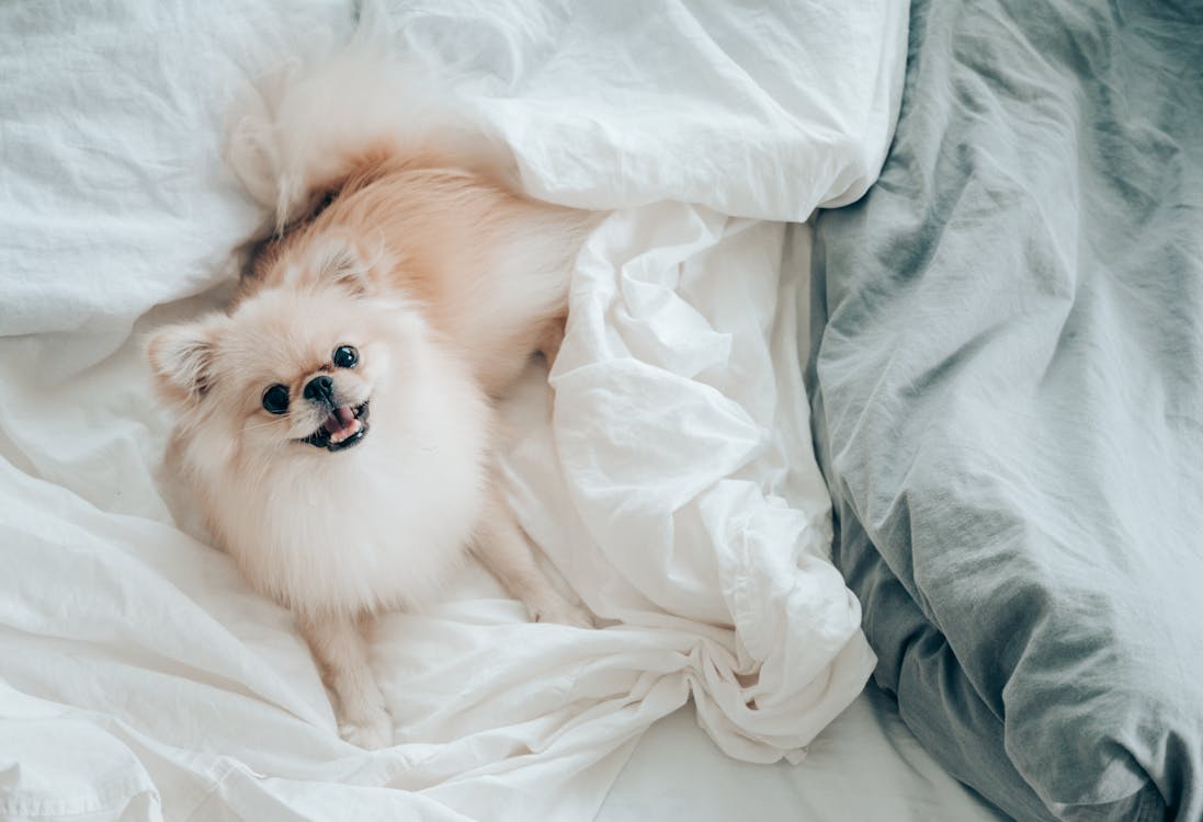 Free Adorable little Pomeranian dog lying in bed Stock Photo