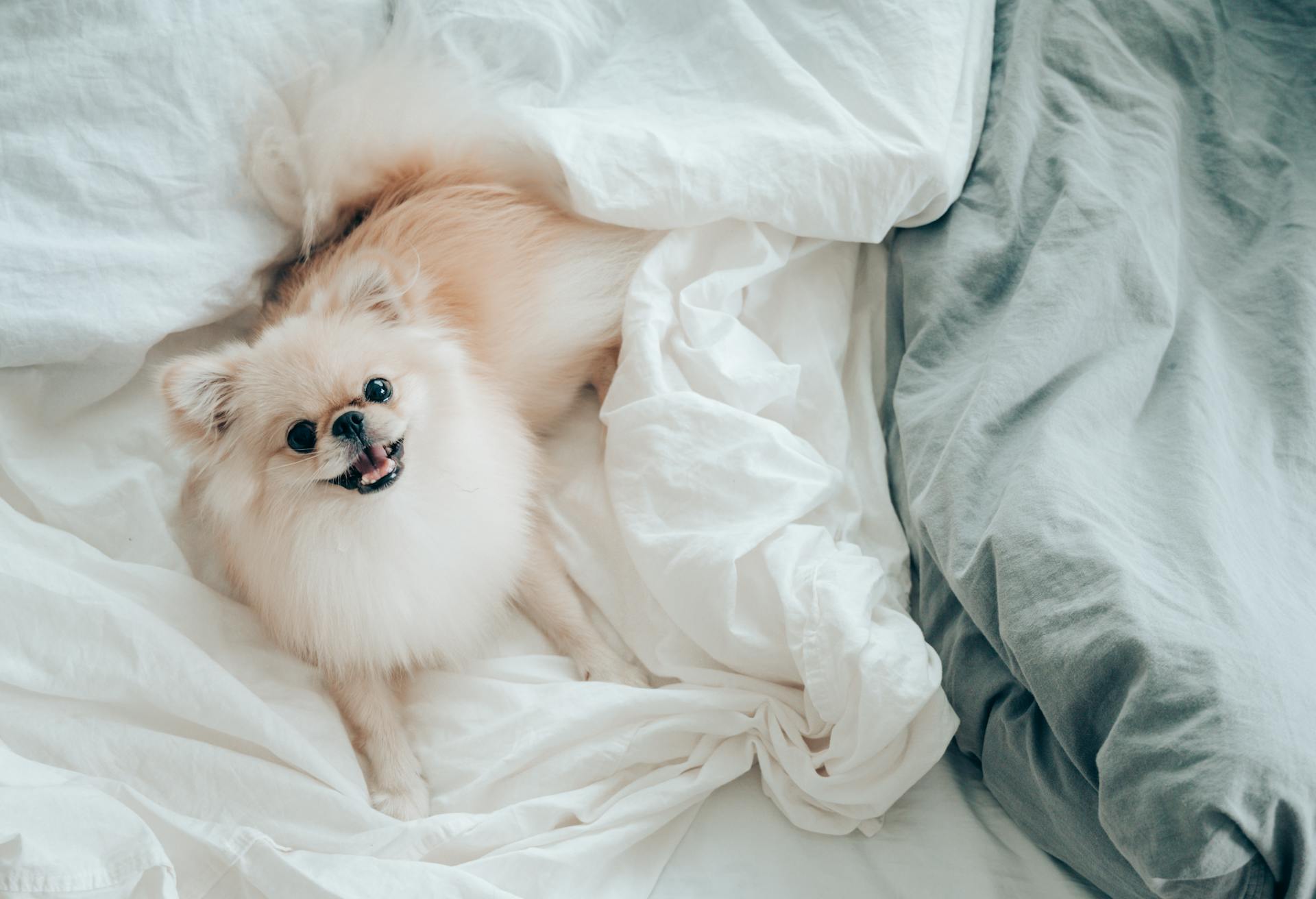 Adorable little Pomeranian dog lying in bed