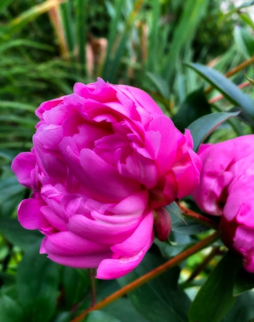 Free stock photo of beautiful flower, flower, peonies