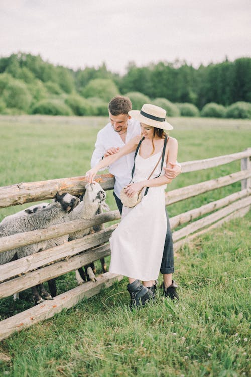 Couple with Sheep in Pasture