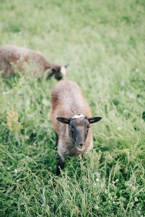 緑の草の上の茶色と黒の羊