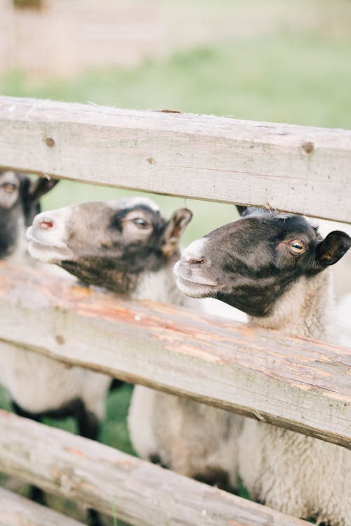 Heads of Sheep Behind Wooden Fence