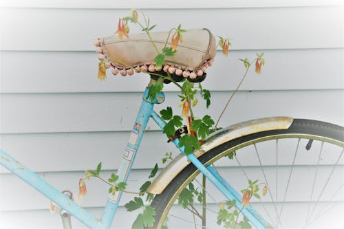 Gratis stockfoto met akelei fiets