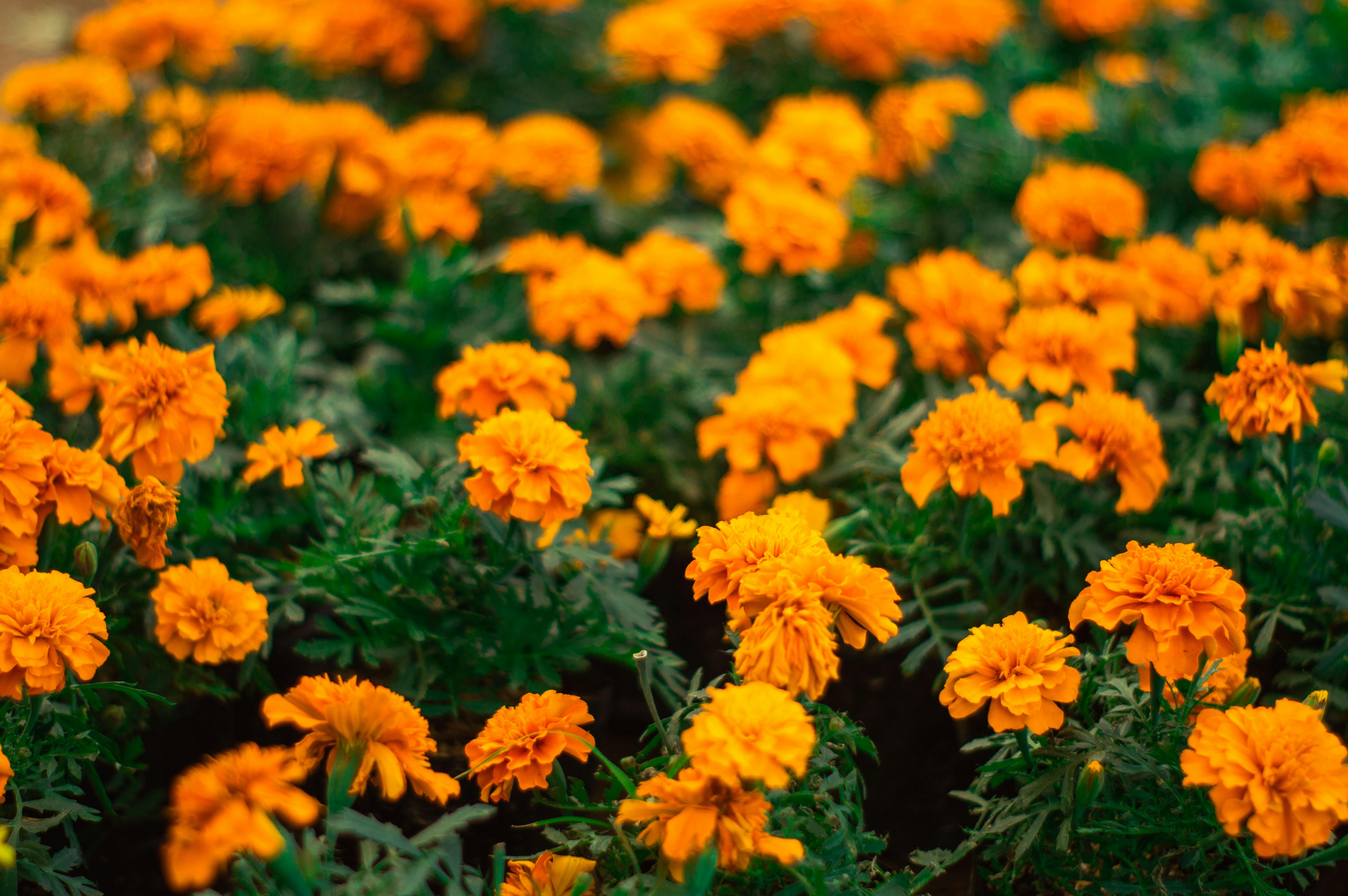 Free Bright orange marigold flowers flourishing in a lush garden, showcasing vibrant nature. Stock Photo