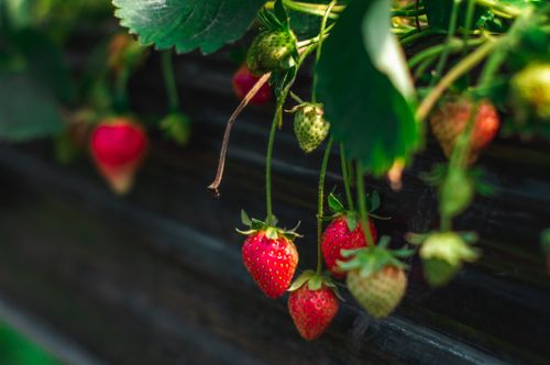 Free Close-up of ripe strawberries on the vine with lush green leaves in summer. Stock Photo