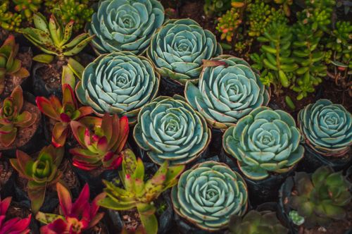 Free Close-up of colorful succulents with various shapes and textures in a natural setting. Stock Photo