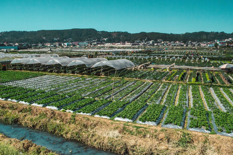 The Strawberry Farm In Baguio