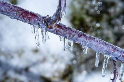 Free stock photo of ice, macro, winter Stock Photo