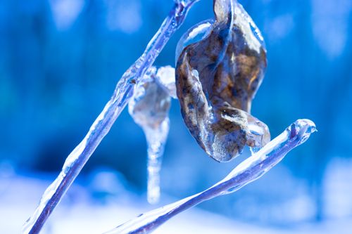 Free stock photo of ice, macro, winter Stock Photo