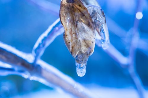 Free stock photo of ice, macro, winter Stock Photo