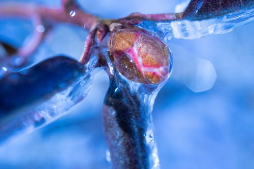 Free stock photo of ice, macro, winter Stock Photo