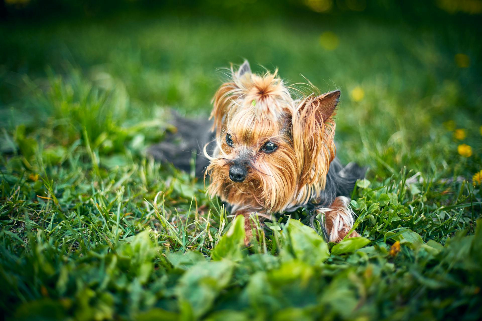 En Yorkshire terrier på gräs