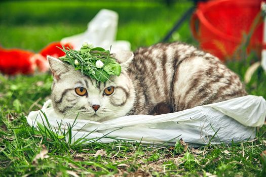 阳光明媚，一只戴着叶帽的可爱猫咪躺在公园草地上，尽显自然魅力
