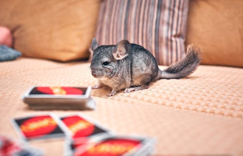 Gratis stockfoto met beest, chinchilla met lange staart, detailopname