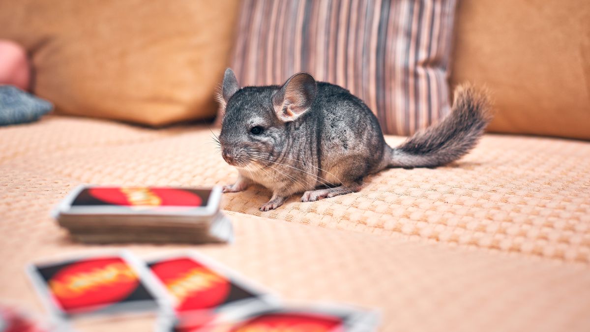 Chinchilla Colors: 12 Mutations, Genetics & ID Clues