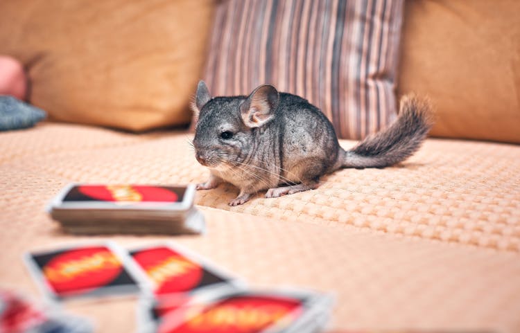 A Close-Up Shot Of A Long-Tailed Chinchilla