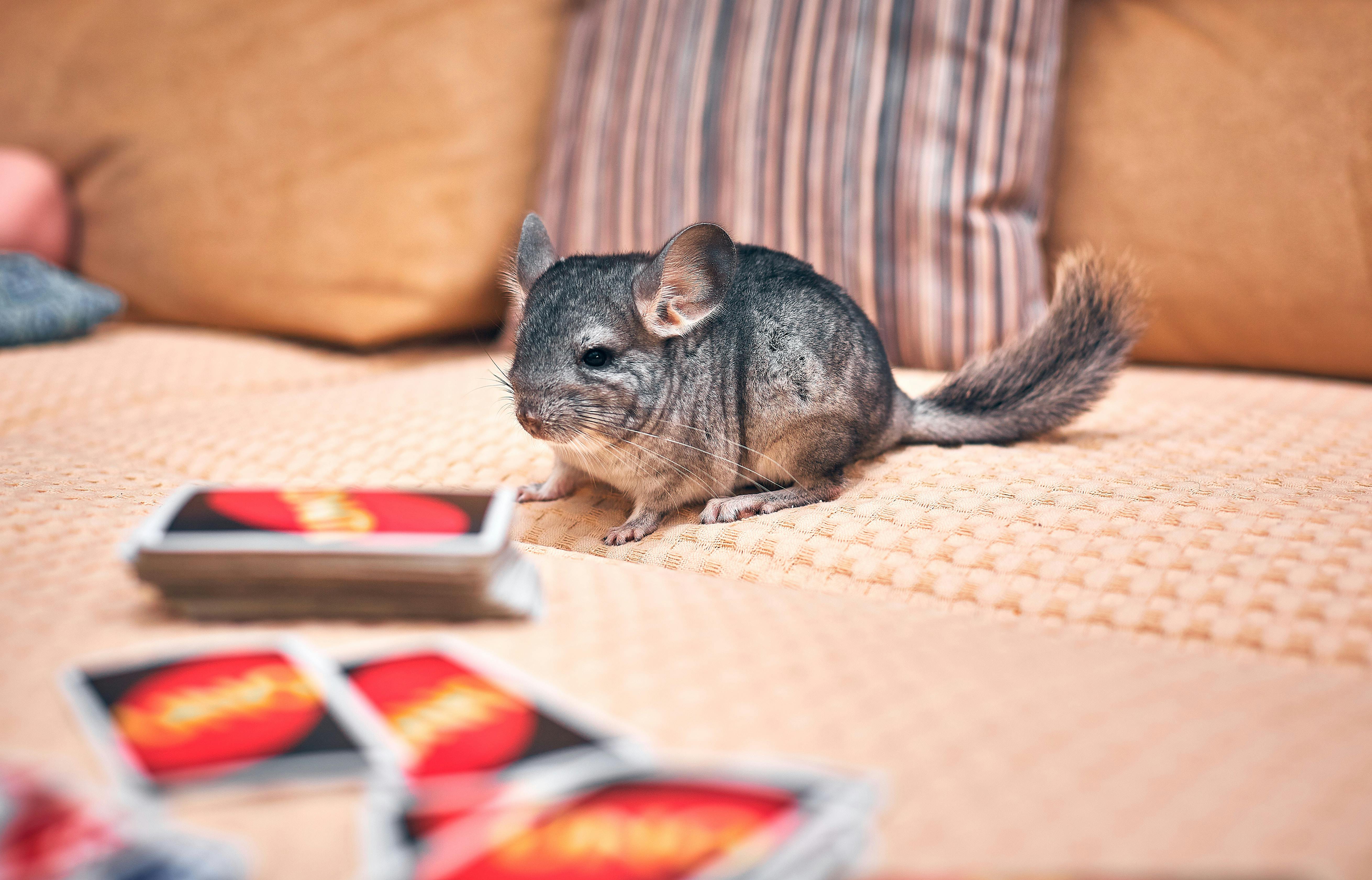 pexels photo 4547058.jpeg?cs=srgb&dl=pexels bulat khamitov 4547058 Chin-tastic! Discover the Top 10 Most Adorable Names for Your Furry Friend - The Chinchilla!