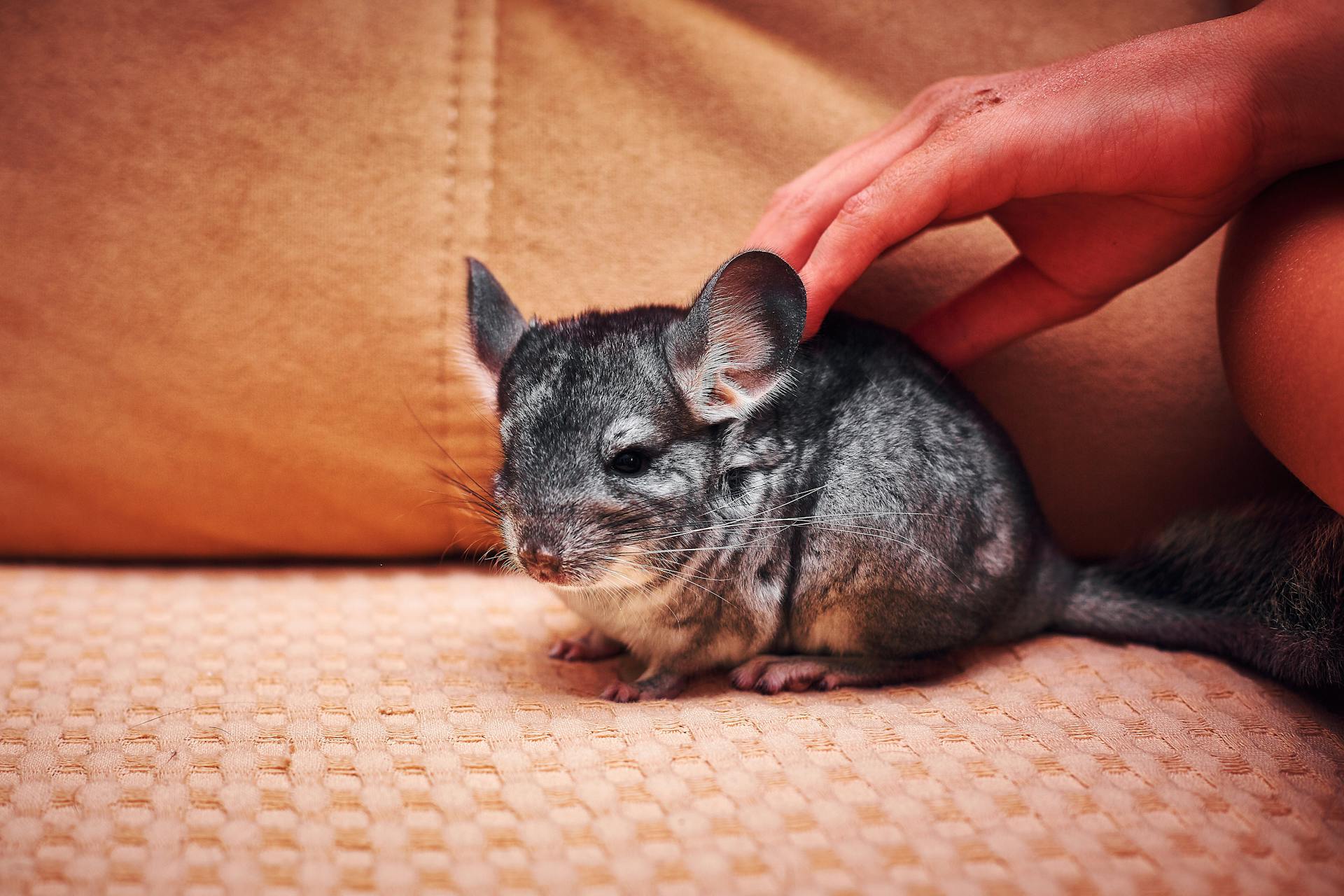 A Person Petting a Long-Tailed Chinchilla