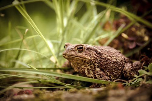 Common toad or gray toad amphibian from genus of toad around green leaves in wildlife