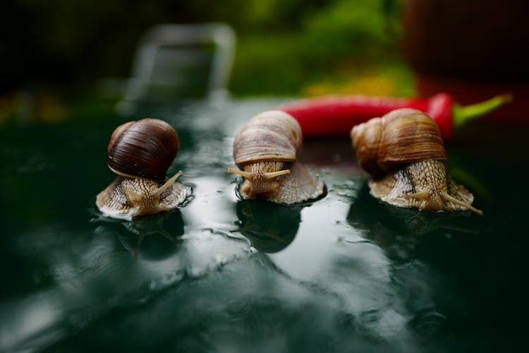 
A Close-Up Shot Of Snails