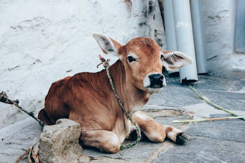 Domestic cow lying on stone ground in farm