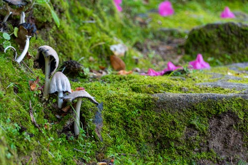 Gratis stockfoto met champignons, mos, taodstool