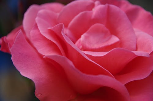 バラの花, ピンクのバラ, ローズの無料の写真素材