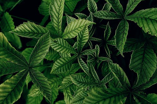 Cannabis Leaves on a Black Background in Close-up Photography