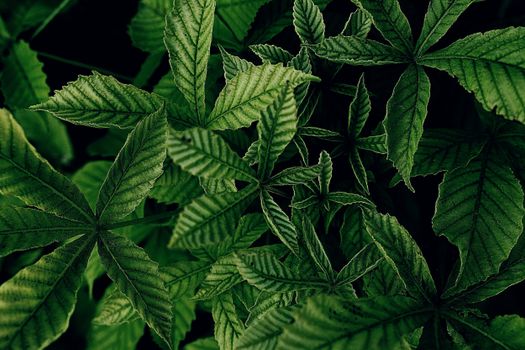 Vibrant close-up of cannabis leaves with a dark backdrop, showcasing rich green textures.