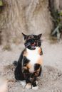 Cute three colored cat sitting on shabby ground near trunk of tree located on blurred background