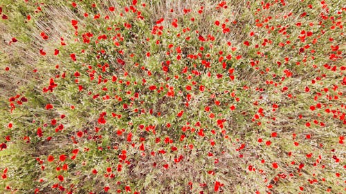 꽃, 드론 촬영, 식물군의 무료 스톡 사진