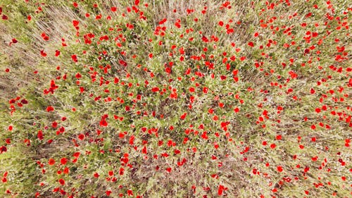 
An Aerial Shot of a Field of Flowers