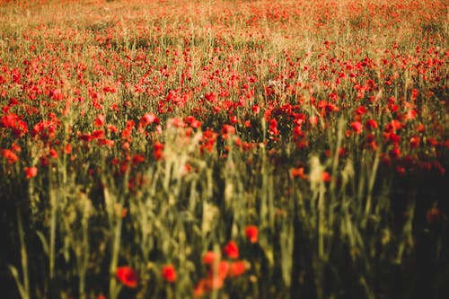 A Field of Poppy Flowers