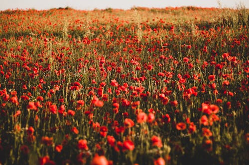 A Field of Poppy Flowers