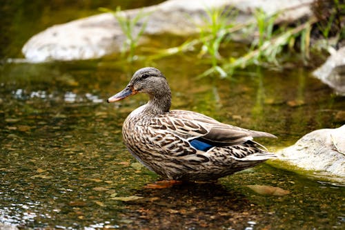 
A Duck in the Water