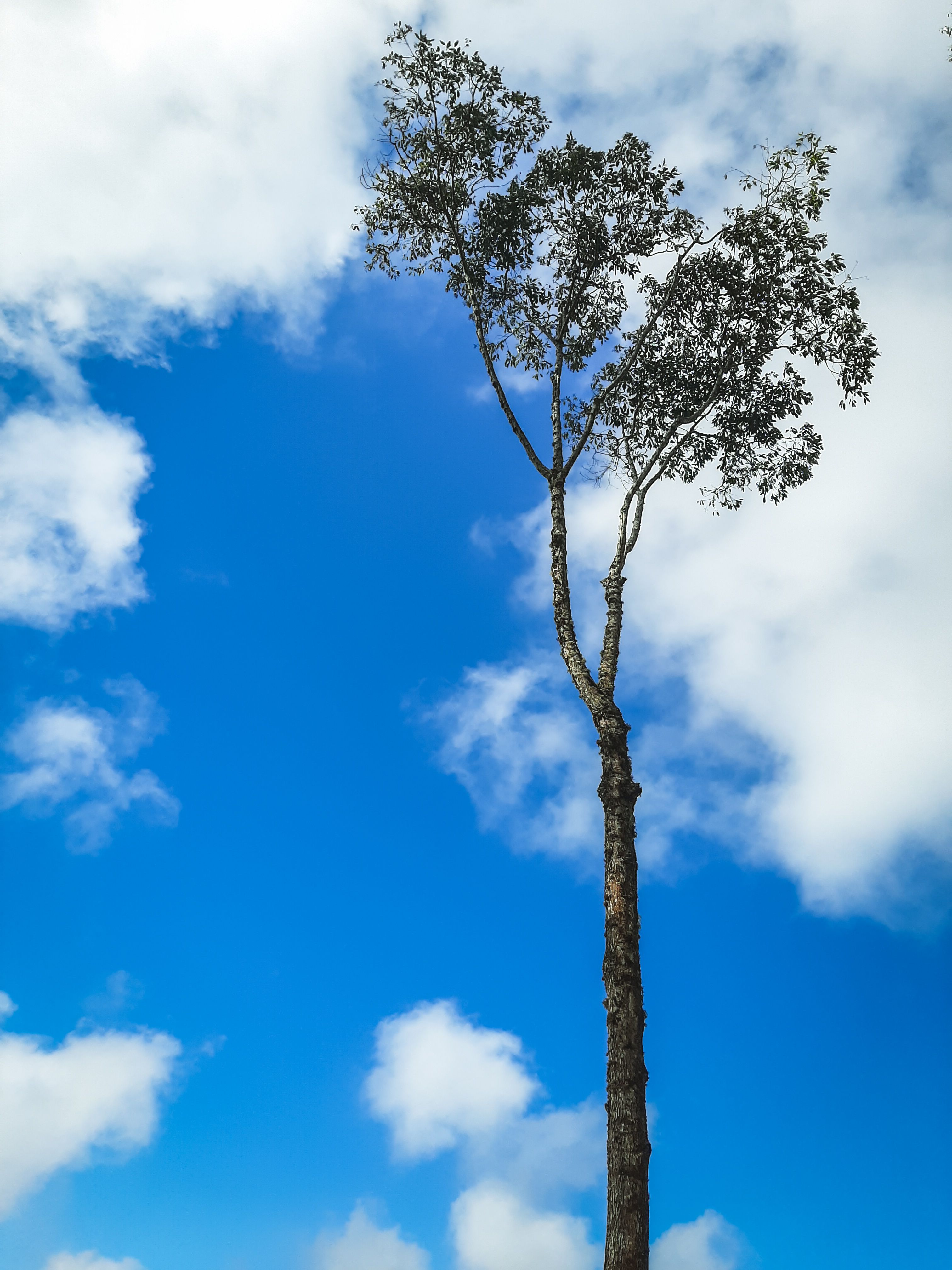 A Tall Tree under a Cloudy Sky · Free Stock Photo