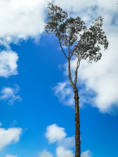 Free A single tall tree set against a vibrant blue sky with fluffy clouds, showcasing nature's beauty. Stock Photo