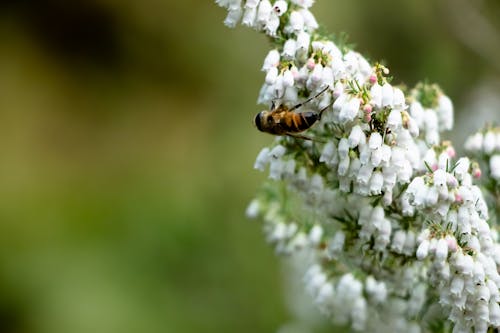 Gratis stockfoto met bij, bloem, wesp