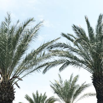 热带棕榈树伸向明亮的蓝天，展现了大自然的美丽